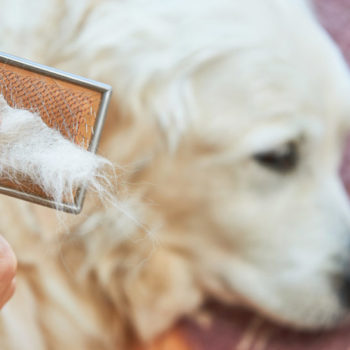 Comment enlever les poils de chien des vêtements ?