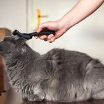 Comment enlever les poils de chat ?
