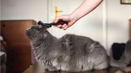 Comment enlever les poils de chat ?